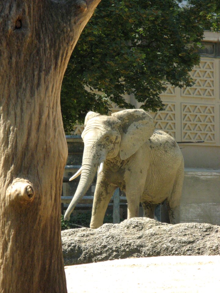 Zoo basel outdoor enclosures elephant house