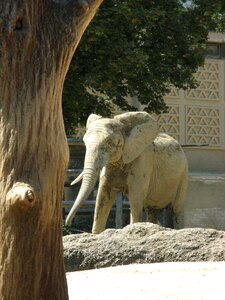 Zoo basel outdoor enclosures elephant house