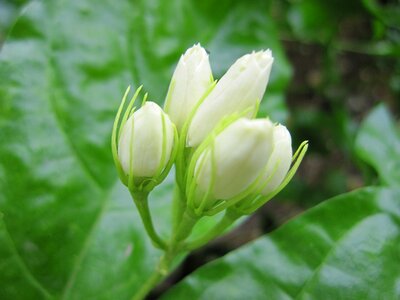 Jasmine flowers Free photos