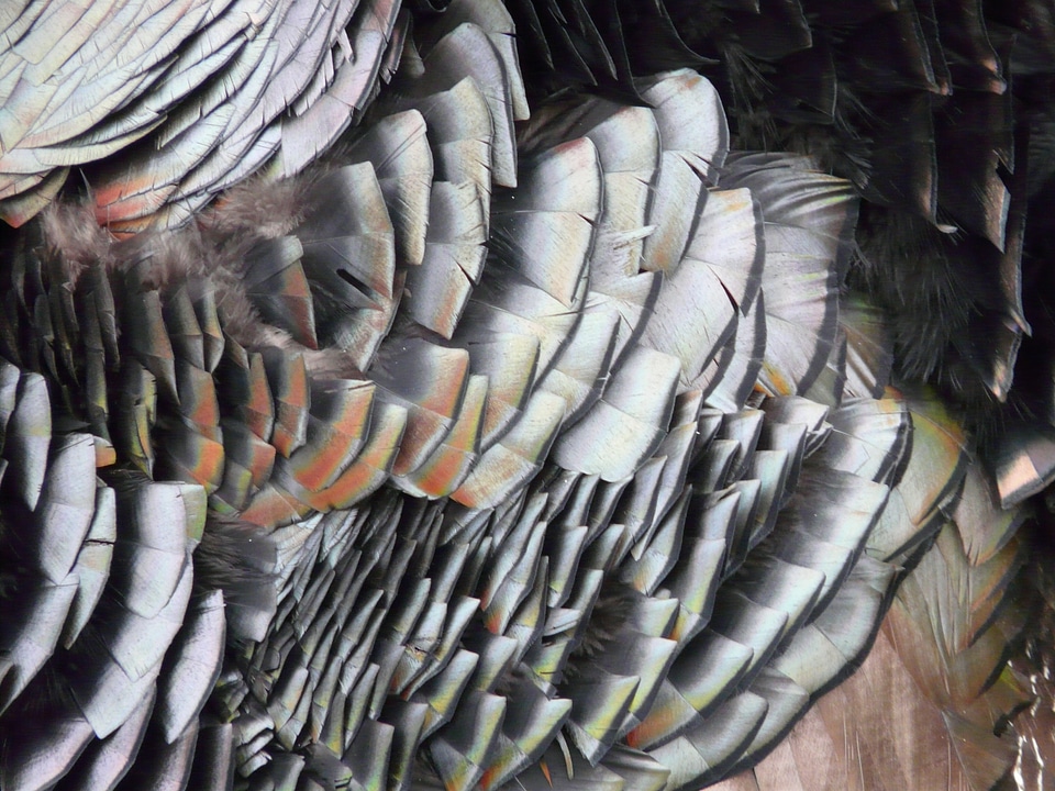 Feather shimmer metallic