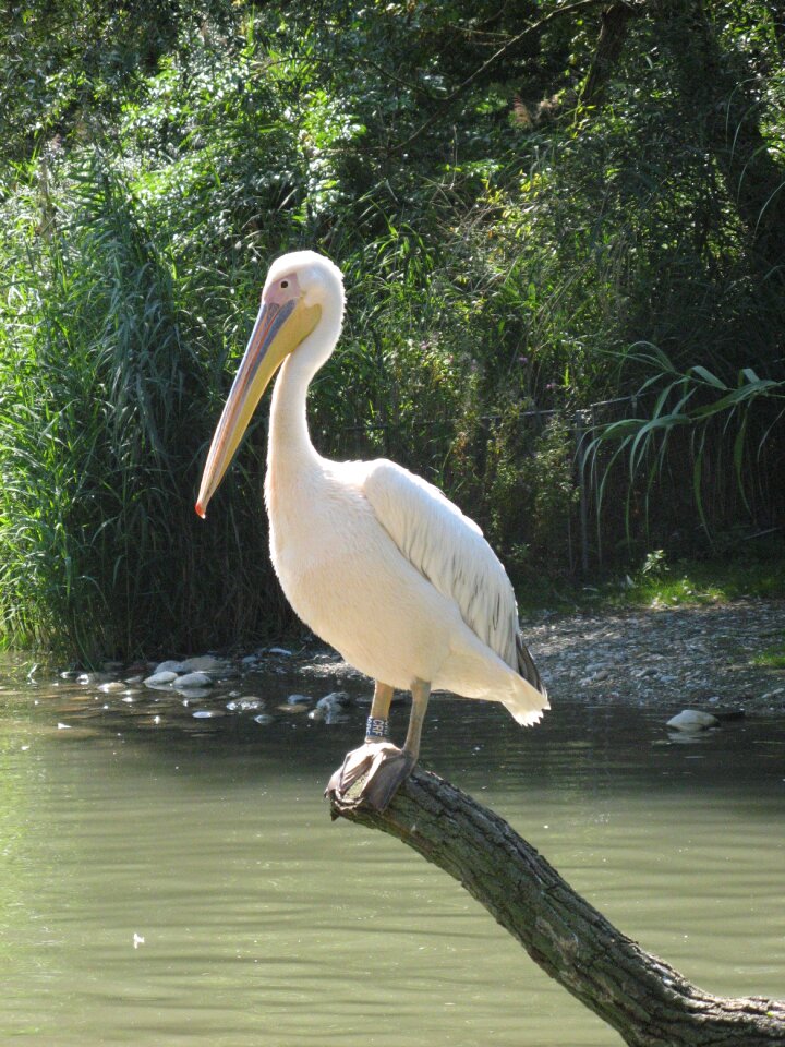 Basel zoo water bird