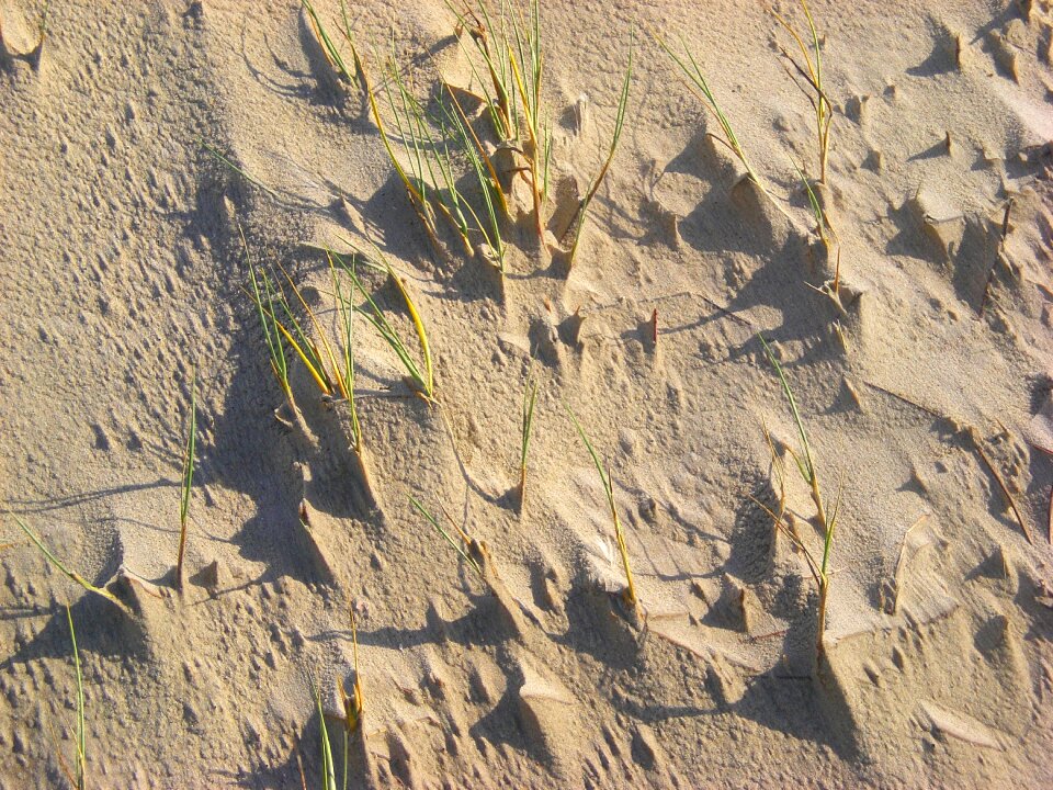 Sand beach wind dune grass photo