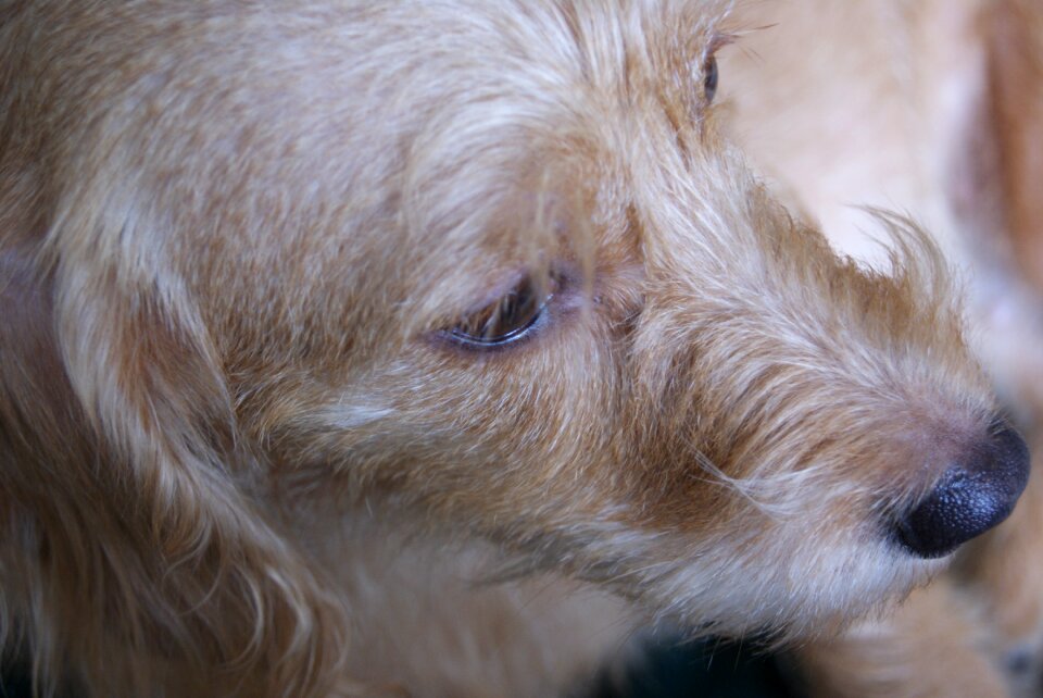 Profile dog cute animals