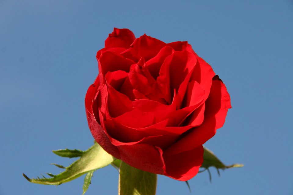 Rose thorn nature