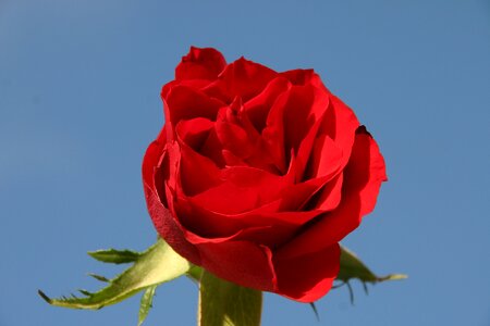 Rose thorn nature