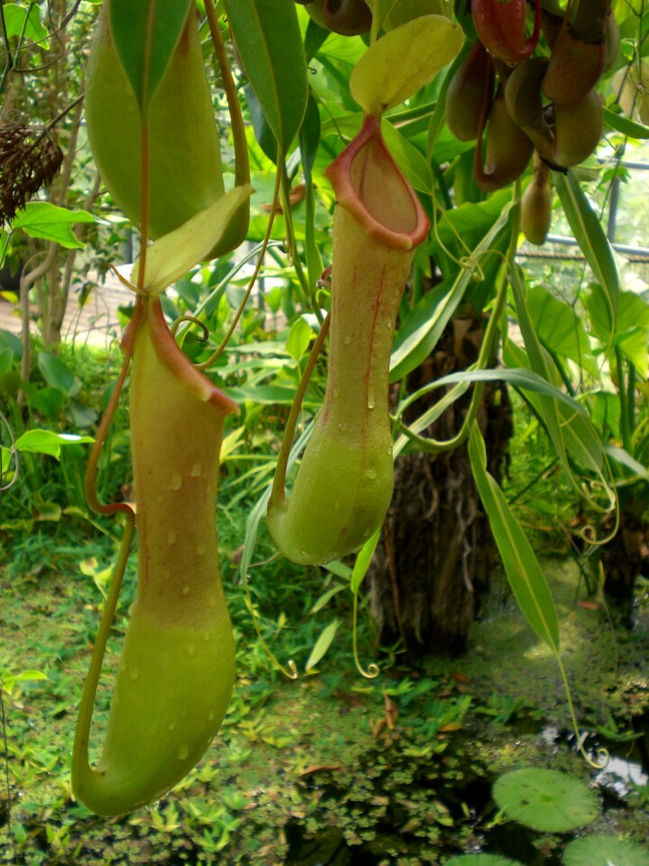 Rainforest tropical green