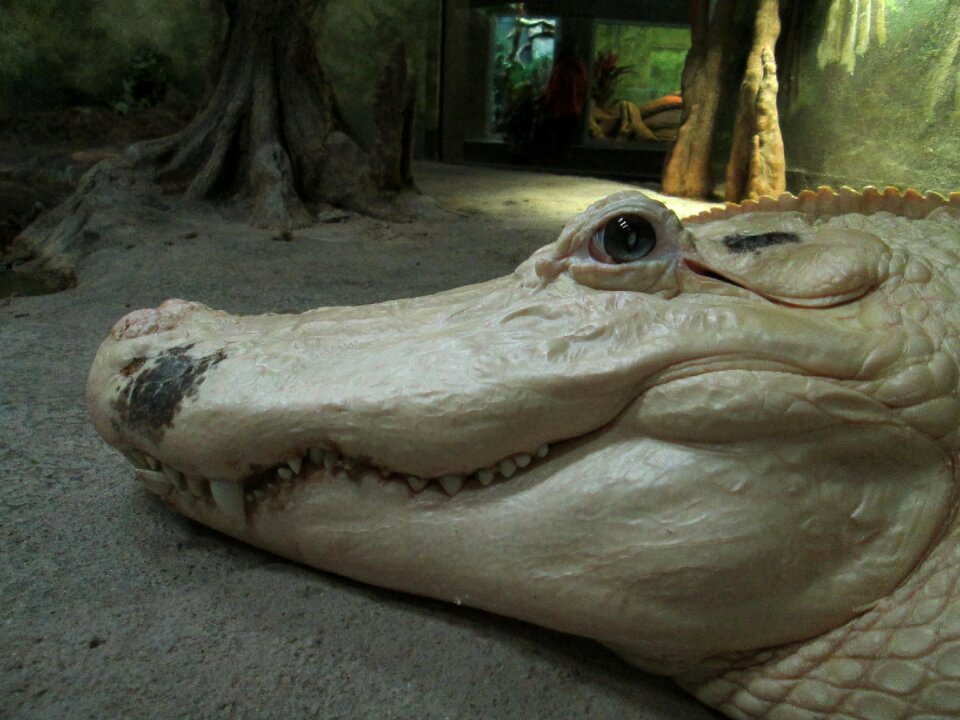 Wildlife reptile wild