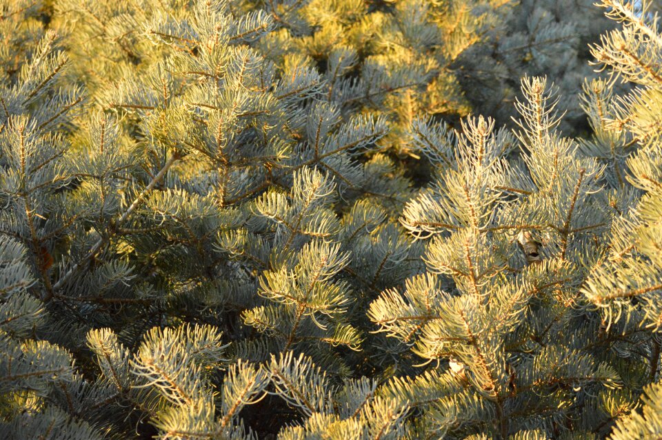 Pine nature patterns
