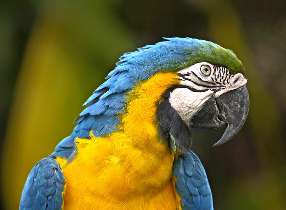 Blue wildlife brazil