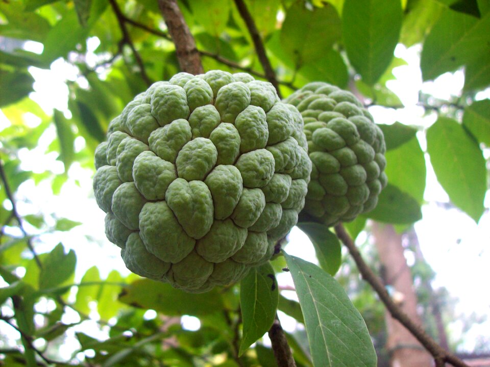 Sweetsop delicious