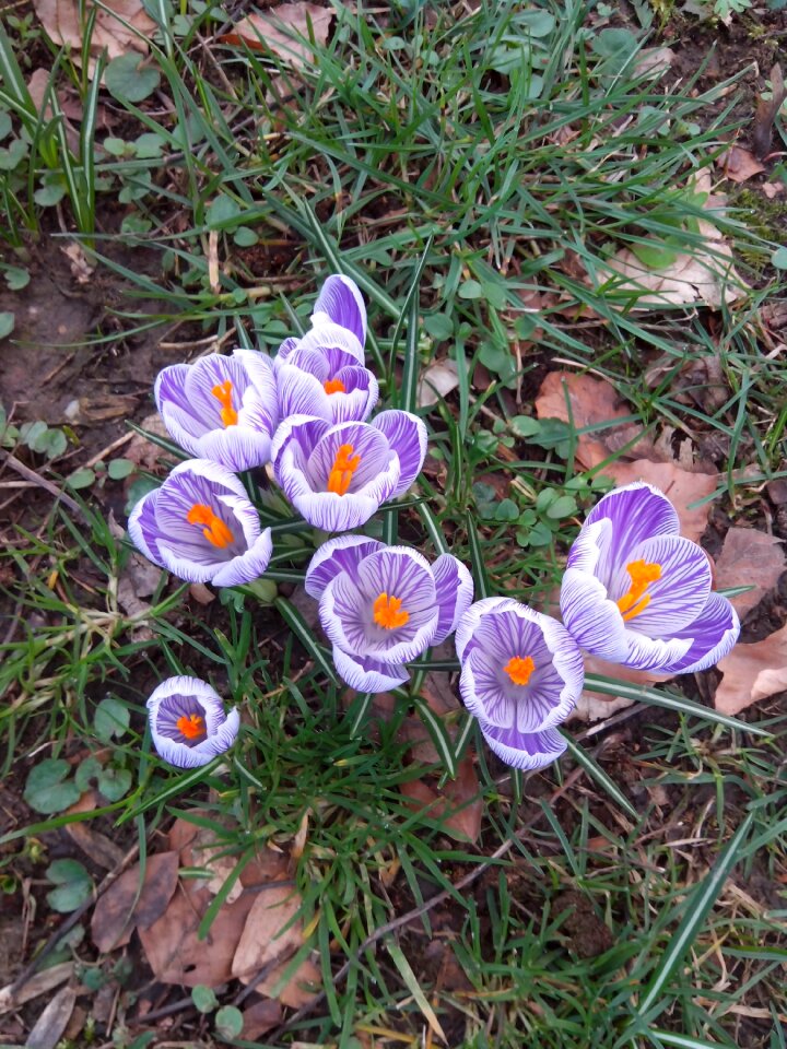 Purple nature early bloomer