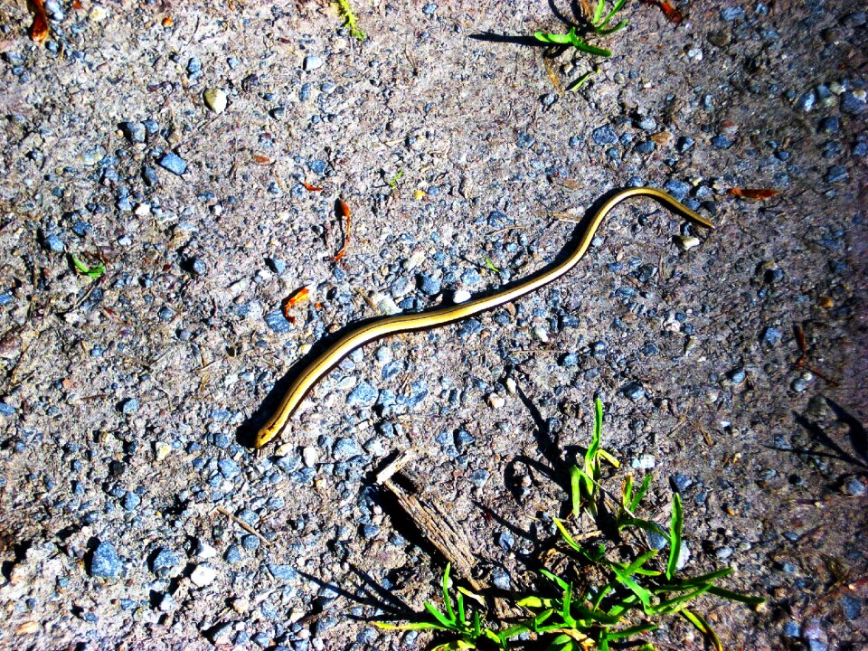 Animal reptile golden