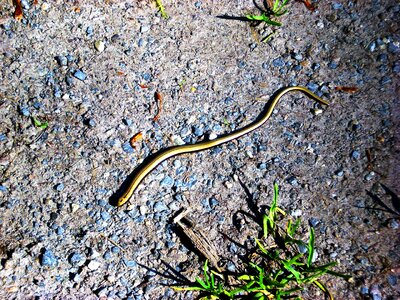 Animal reptile golden