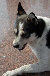 Chinese rural dogs dog huagou