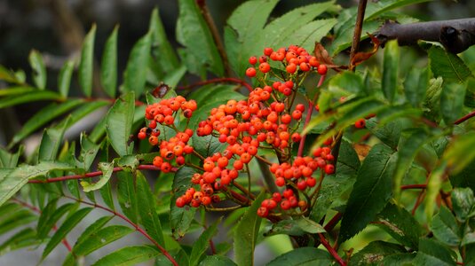 Nature natural fruit