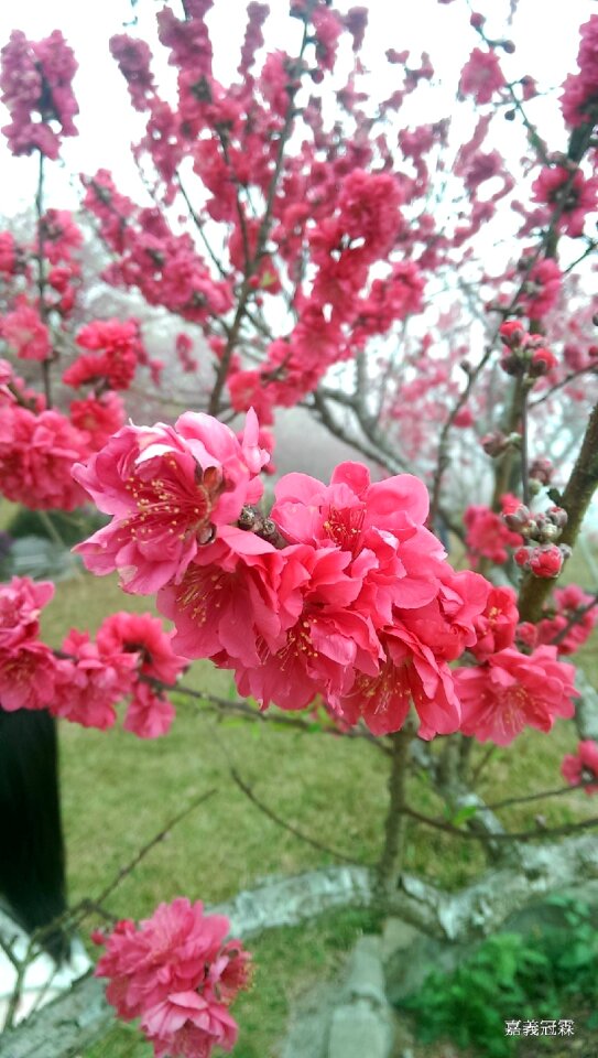 Cherry blossoms views sea of flowers