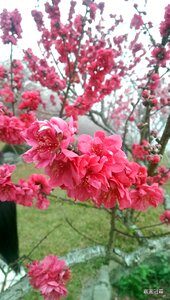 Cherry blossoms views sea of flowers