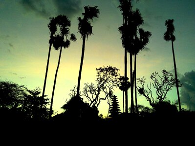Saba beach palm tree photo