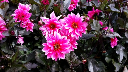 Flowers pink white nature