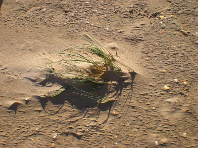 Sand beach plant wind