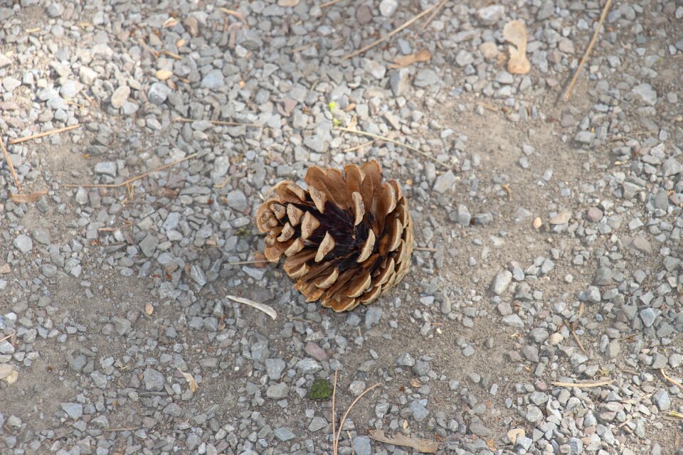Fir tree close up brown tap