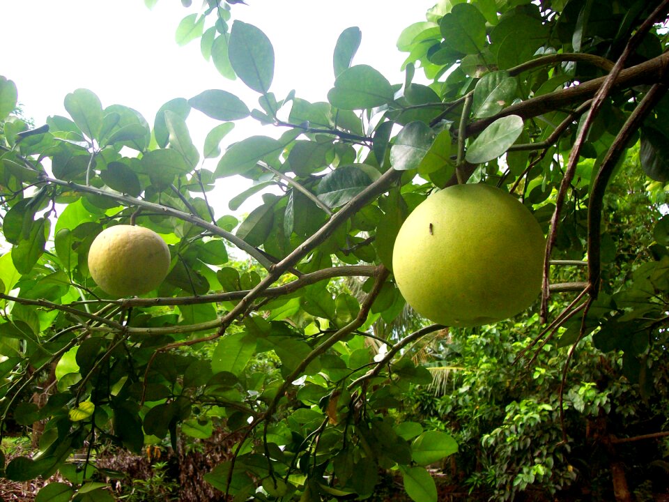 Tropical pummelo orange