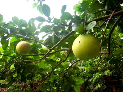 Tropical pummelo orange