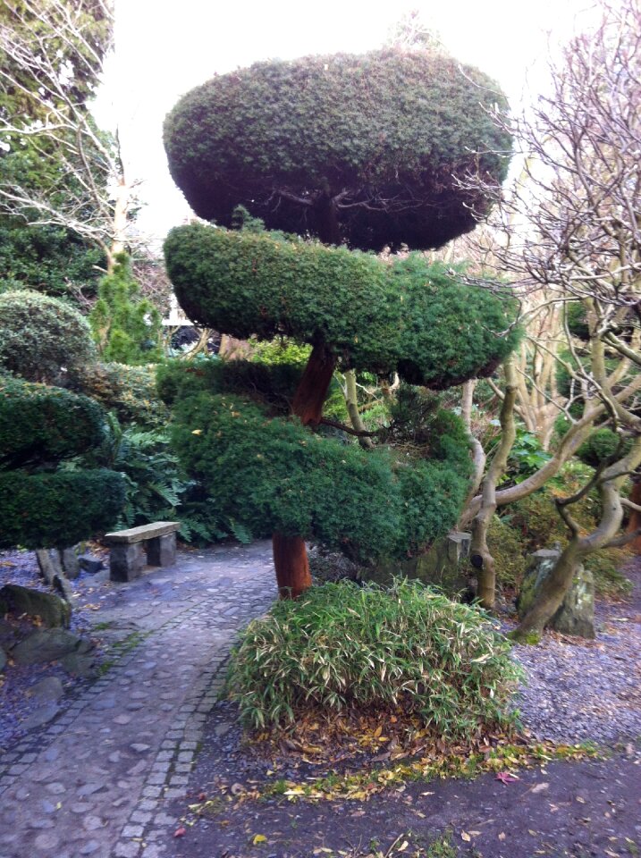 Topiary hedge