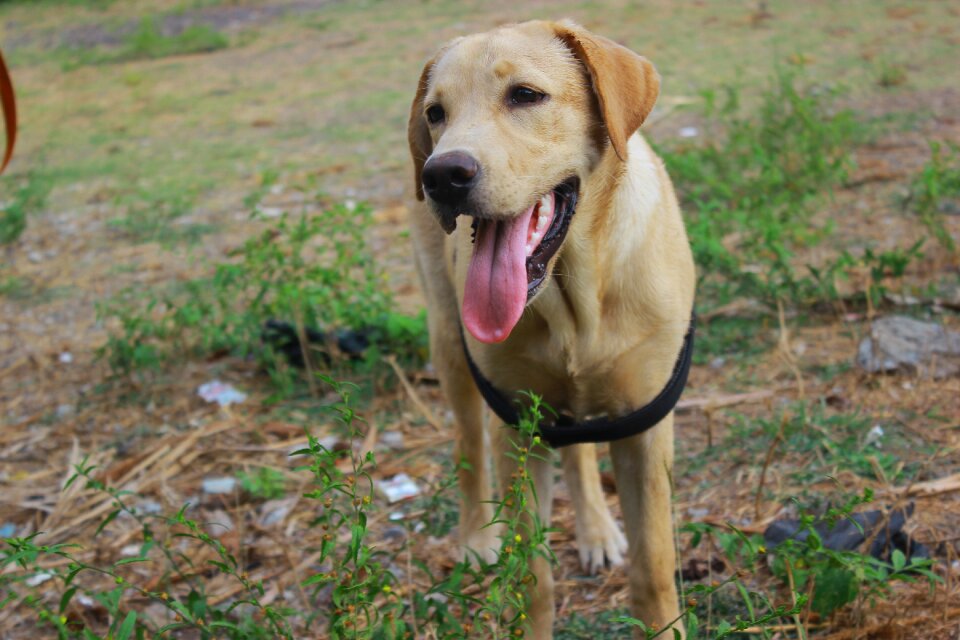 Animal puppy smile