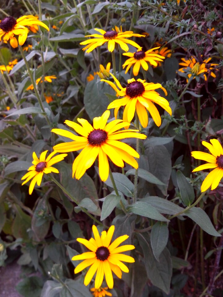 Coneflower summer basket flower greenhouse