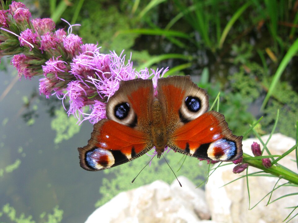 Flower close up animal