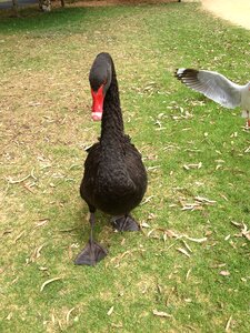 Beak wildlife