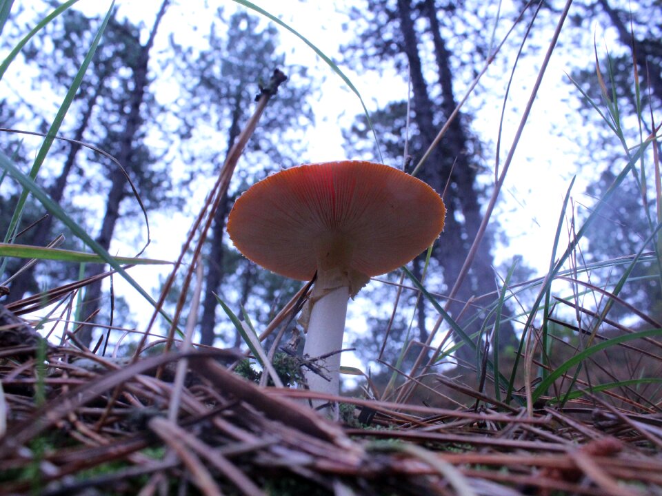 Mushroom autumn nature