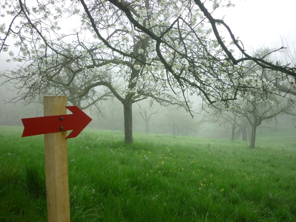 Direction mood fruit trees