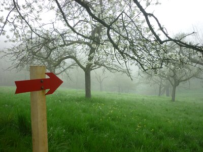 Direction mood fruit trees photo