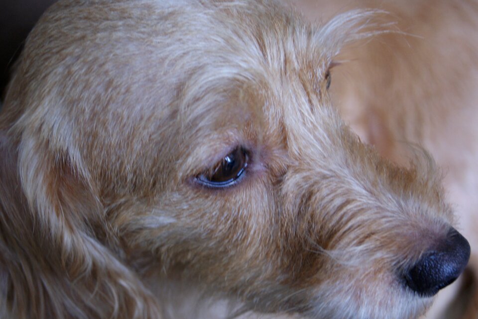 Profile dog cute animals
