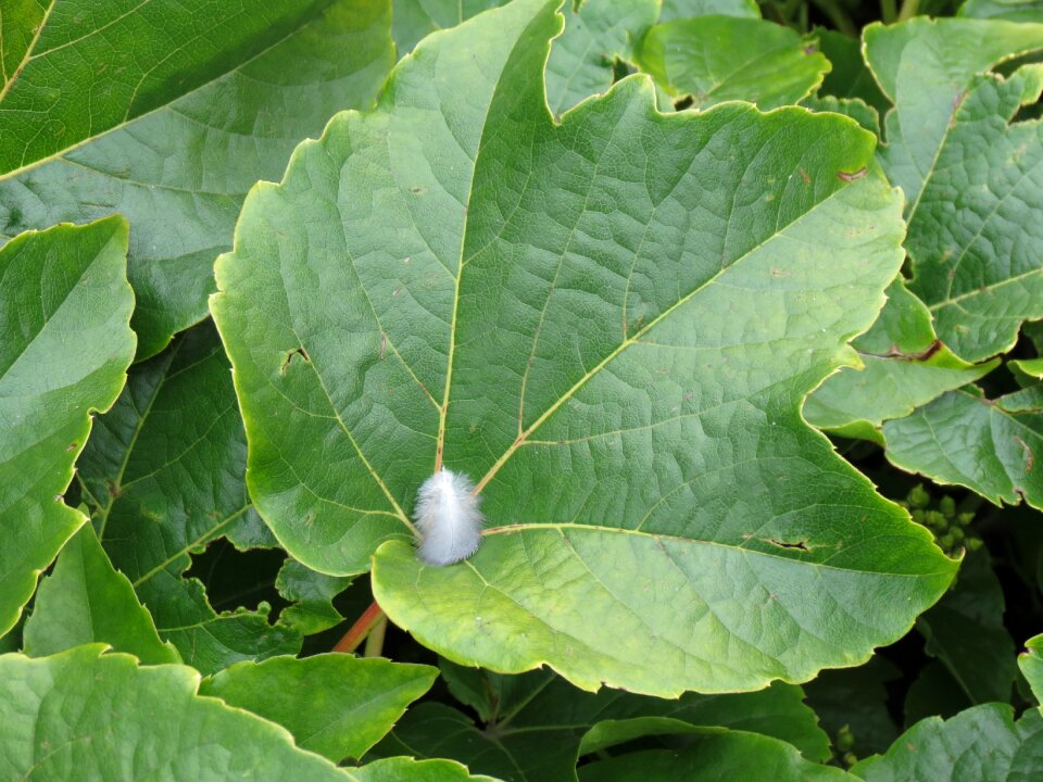 White green leaf plant
