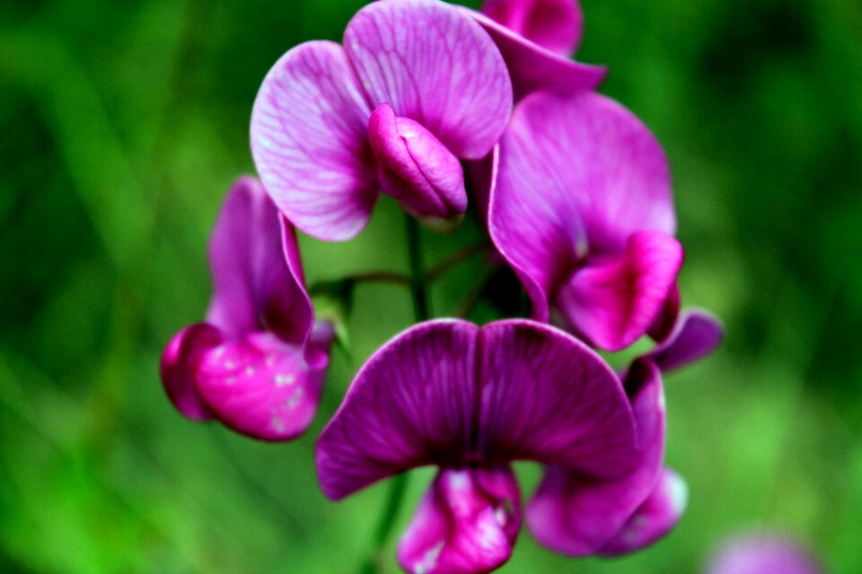 Orchids bloom plant
