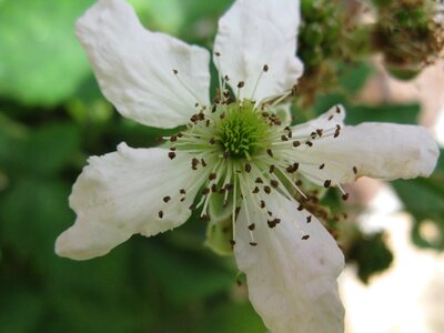 Macro white nature photo