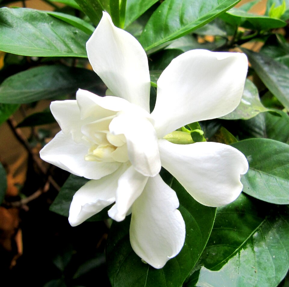 Geddes rd wa gardenia jasminoides flowers