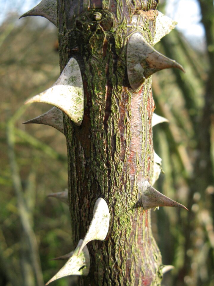 Macro branch forest