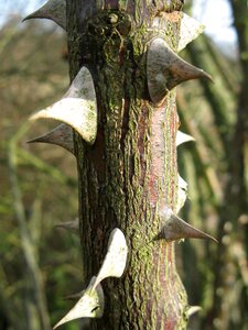 Macro branch forest