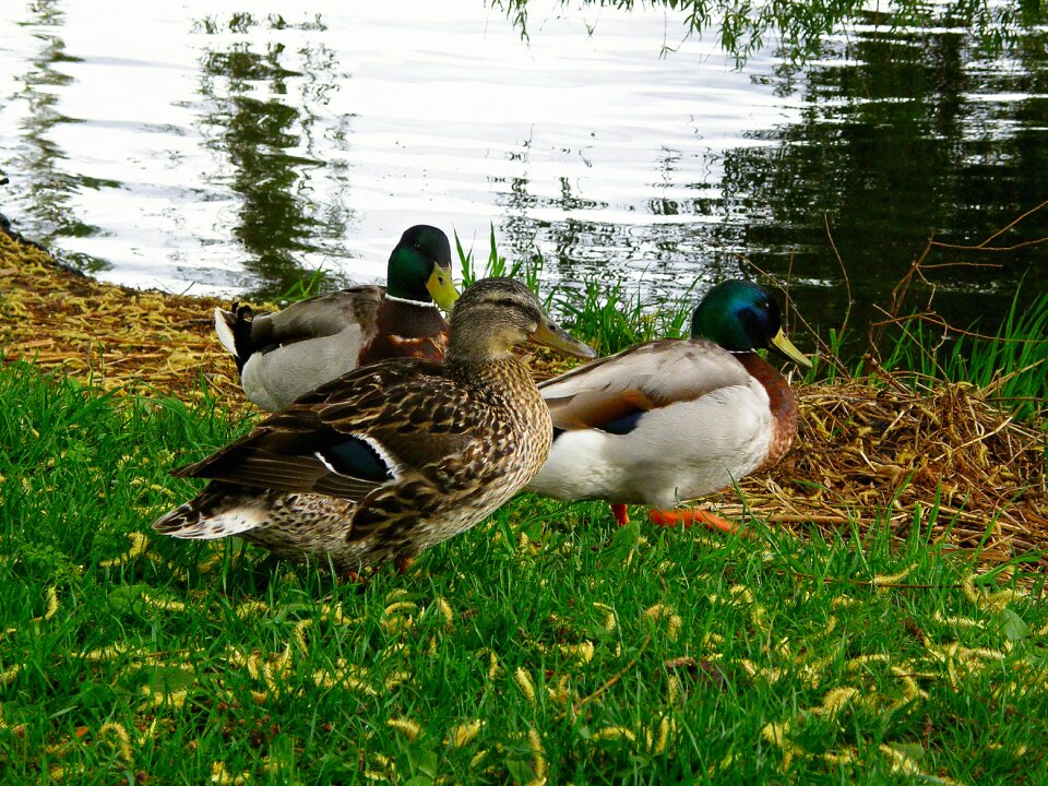 Summer view birds