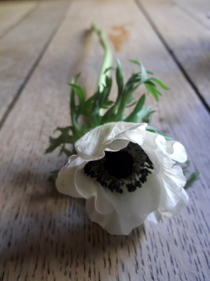 Poppy white