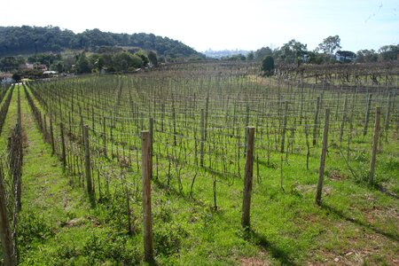 Field plantation landscape