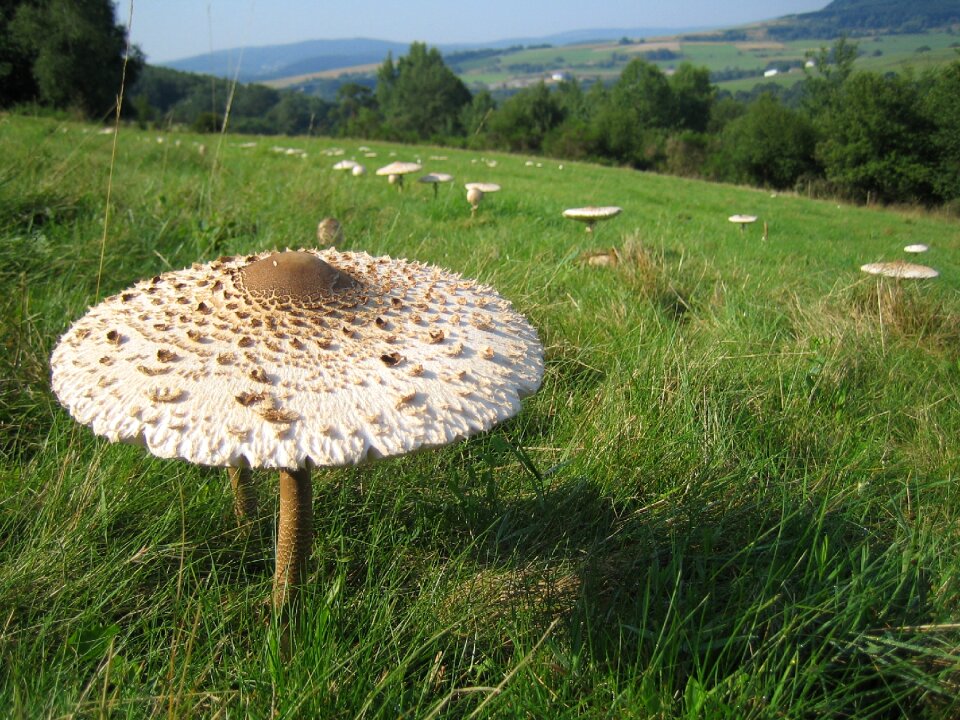 Mushrooms plant mushrooms on meadow