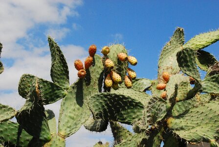 Prickly pear wild fruit nature
