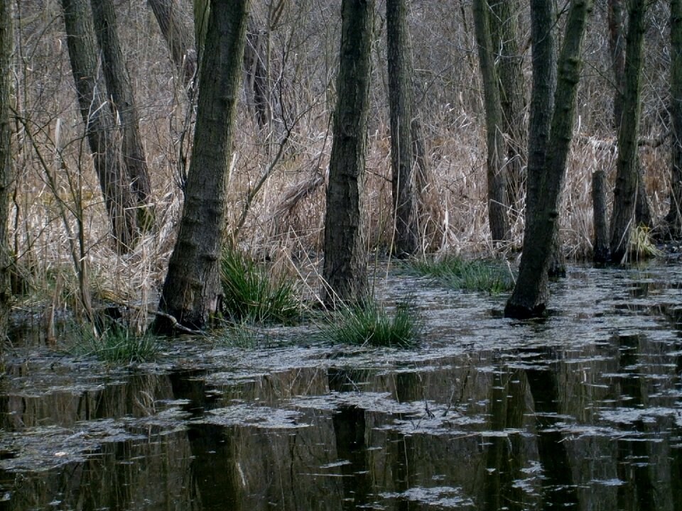 Trunk nature blata