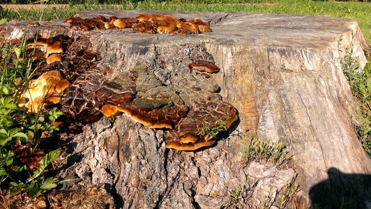 Tree fungus fungus on tree stump log
