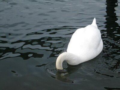 Swan bird head photo
